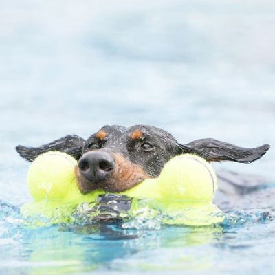 KONG Airdog Squeaker Bone Grande L