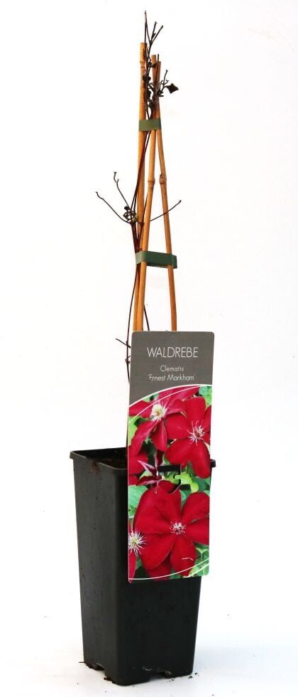 Pflanzen Waldrebe Clematis rot H 40 - 60 cm 2 L Eckcontainer