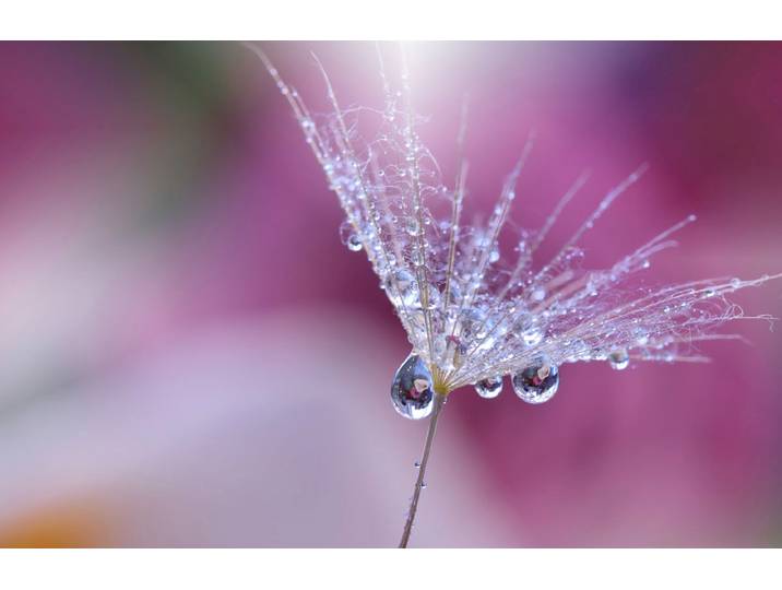 Fototapete PAPERMOON PUSTEBLUME-LÖWENZAHN ABSTRAKT TROPFEN MAKRO FANTASIE , bunt, B:3,5m L:2,6m, Vlies, Tapeten, Fototapete