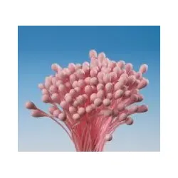 Blütenpollen, Rosa, Bund