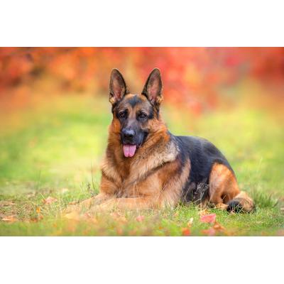 Fototapete PAPERMOON "Hund in Natur", bunt, B:4,5m L:2,8m, Vlies, Tapeten
