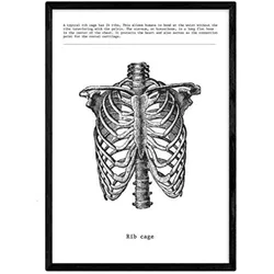 POSTER Anatomie Brustkorb A3 Rahmenlos