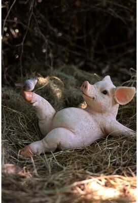 Hi-Line Gift Ltd. Yoga Pig Polyresin Statue