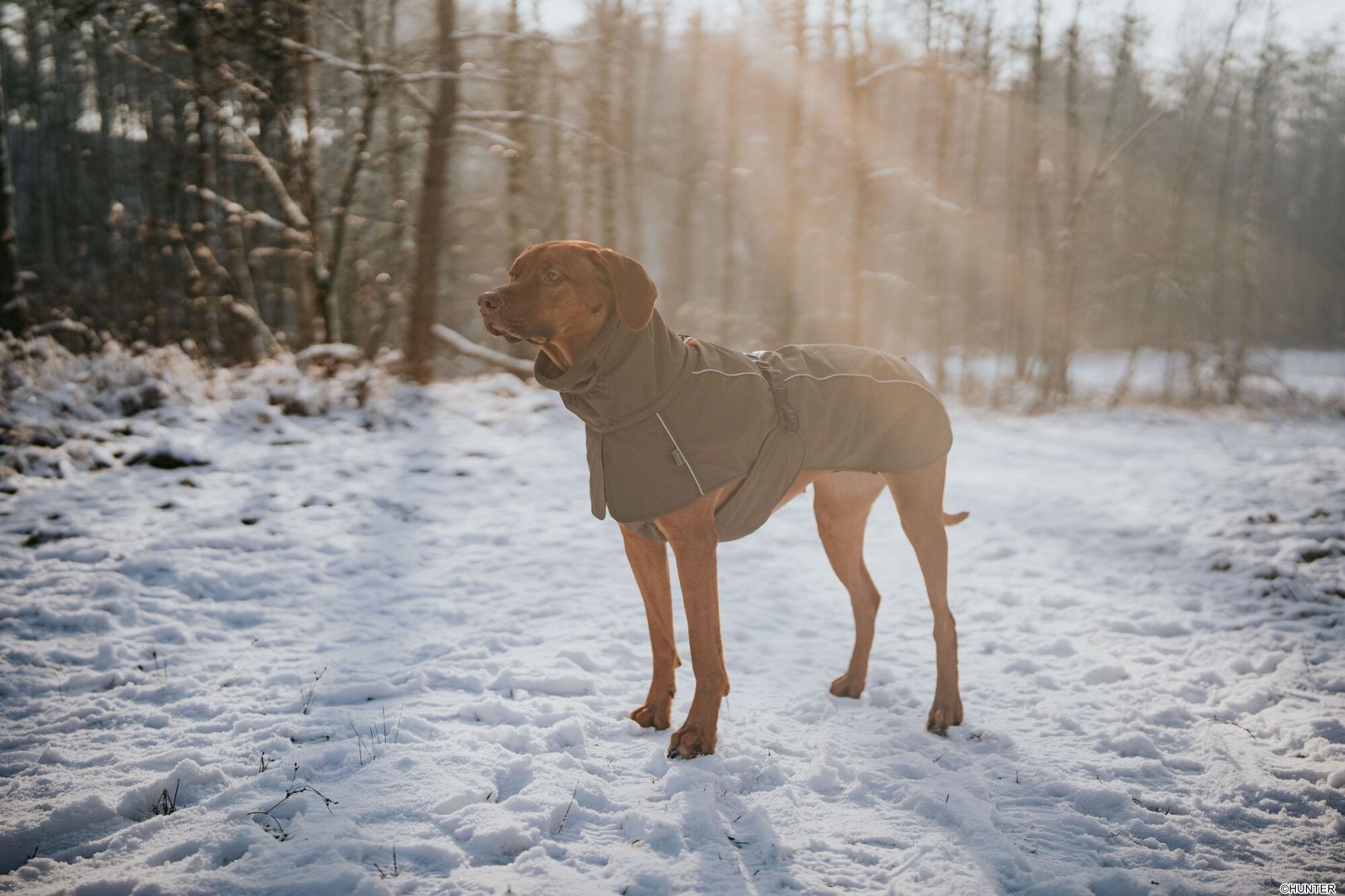 DOG SPORT HUNTER Hundemantel Nordby Dachshund 45, oliv