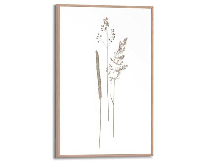REINDERS Gerahmtes Bild, Dried Flowers, Wohnzimmer, Poster, Wanddeko, Room Decor, MDF, Beige, 30 x 20