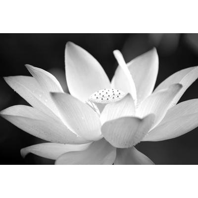 Fototapete PAPERMOON "Blume Schwarz & Weiß", schwarz (schwarz, weiß), B:2m L:1,49m, Vlies, Tapeten