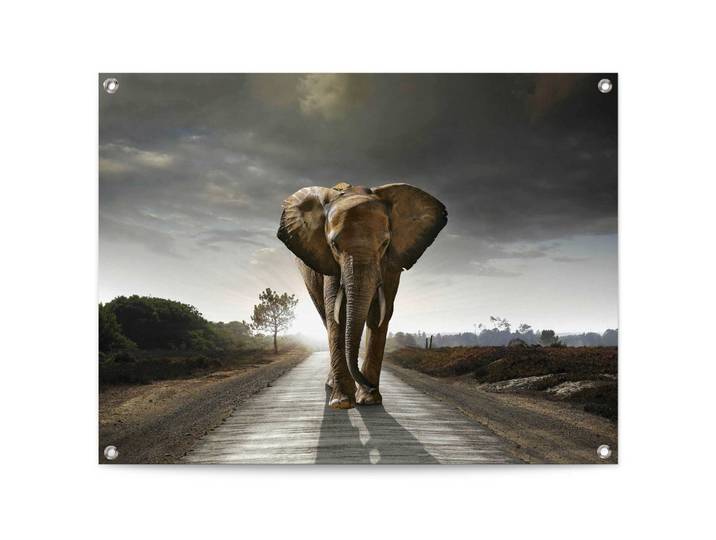 Poster REINDERS Elefantenkönig , braun (farbe bild(er): braun), B:80cm H:60cm T:0,1cm, Leinwand, Bilder, Poster, Outdoor für Garten oder Balkon