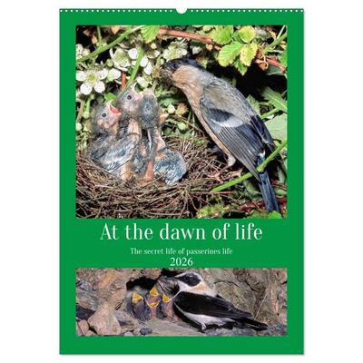 At the dawn of life the secret life of passerines (Wall Calendar 2026 DIN A2 portrait), CALVENDO 12 Month Wall Calendar