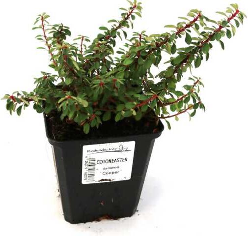 Pflanzen Zwergmispel Cooper 0,5 L Container Bodendecker