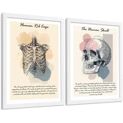 POSTER Set aus 2 Anatomie Mensch Lernposter Drucke und Wandbilder mit Skelett Rippen und Schädel Klinik Büro Dekoration Größe Weißer Rahmen A4
