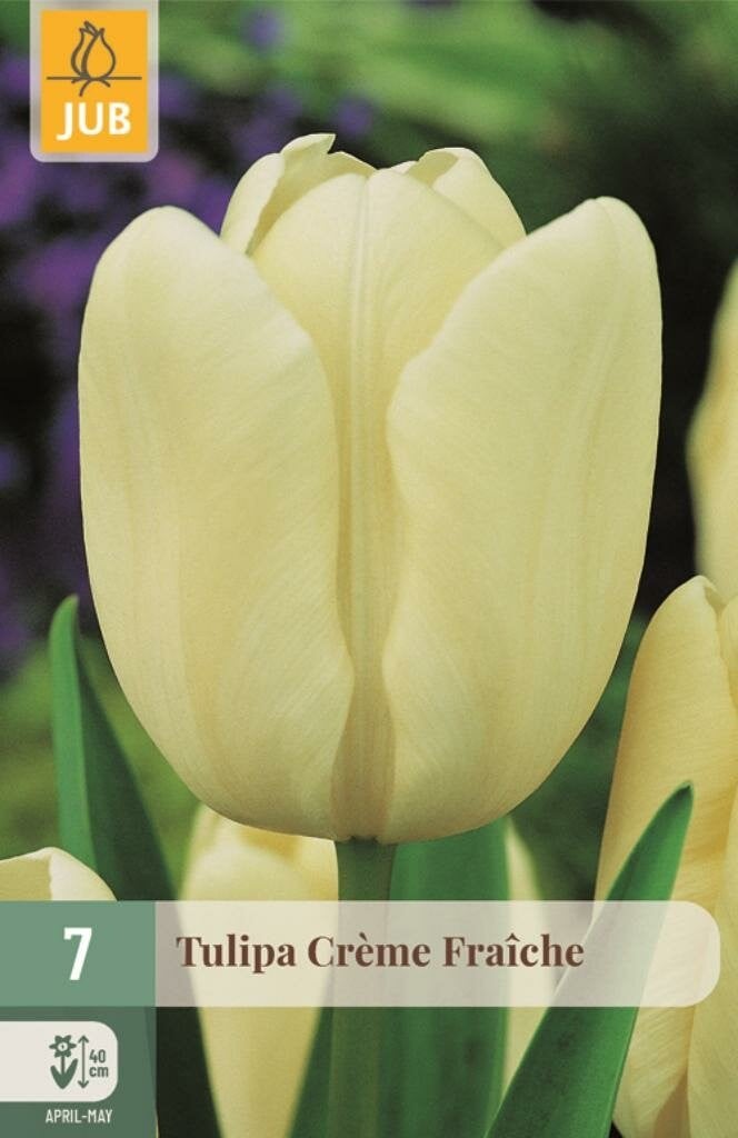 JUB Tulipa Creme Fraiche 7 bloembollen