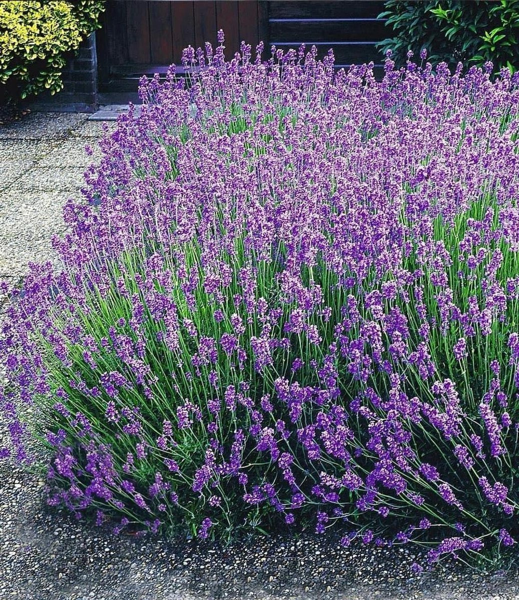 Blauwe Lavendel Winterharde Perennial 40-50 cm