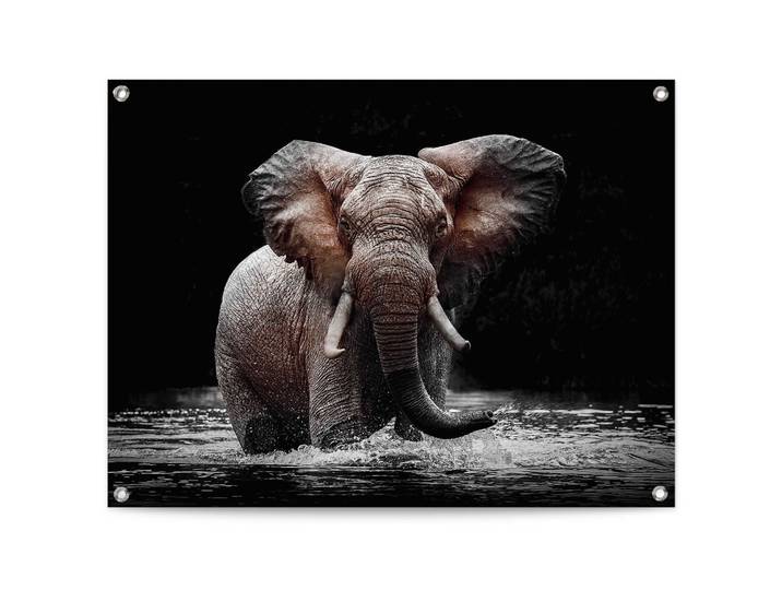 Poster REINDERS Elefant , braun (farbe bild(er): braun), B:80cm H:60cm T:0,1cm, Leinwand, Bilder, Poster, Outdoor für Garten oder Balkon