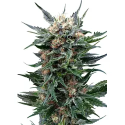 Royal Queen Seeds Royal Gorilla 3 Samen - 3