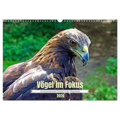Vögel im Fokus - Ausdrucksstarke Vielfalt in der Vogelwelt (Wandkalender 2026 DIN A3 quer), CALVENDO Monatskalender