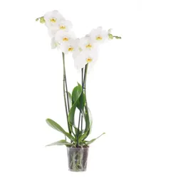 Orchidee Extra (Phalaenopsis) 3 Triebe, weiß, d12