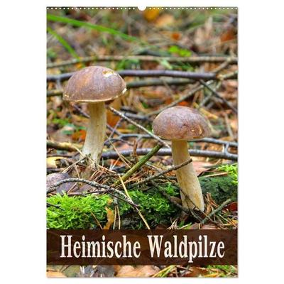 Heimische Waldpilze (Wandkalender 2027 DIN A2 hoch), CALVENDO Monatskalender