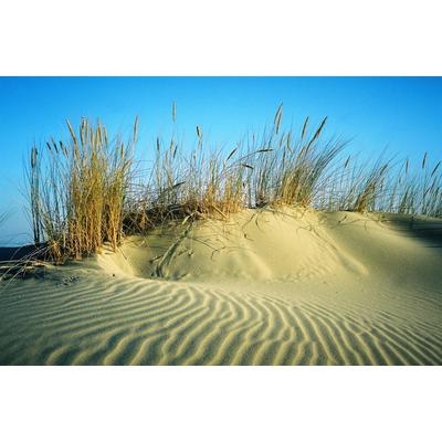 Fototapete PAPERMOON "DÜNEN-STRAND MEER SEE OZEAN SAND GRAS NORDSEE OSTSEE", bunt, B:5m L:2,8m, Vlies, Tapeten