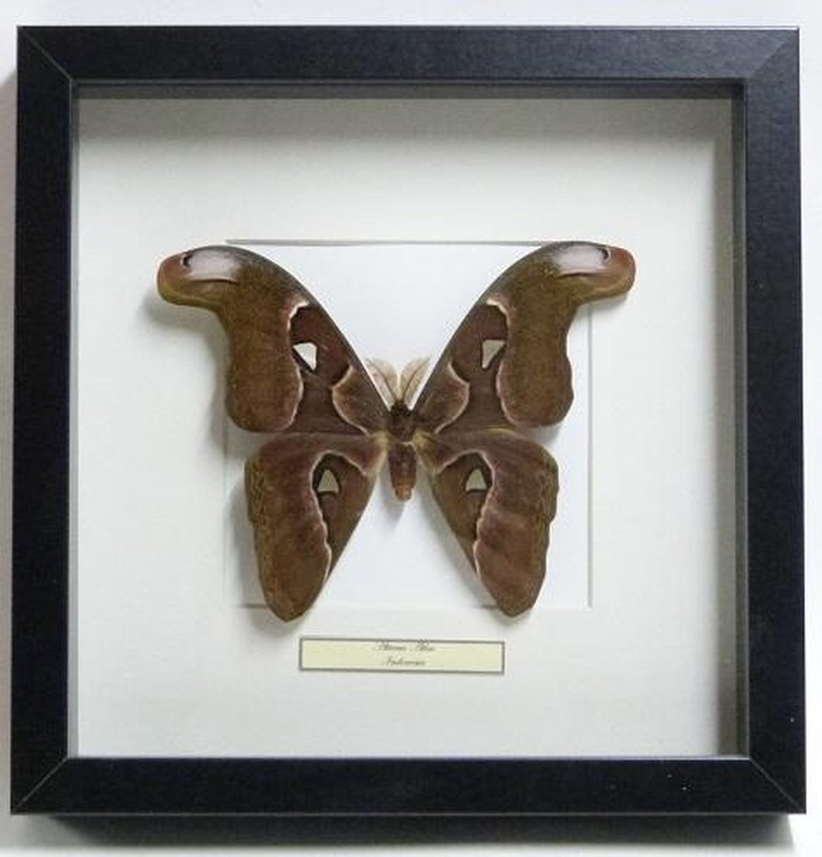 Opgezette Attacus atlas vlinder in lijst
