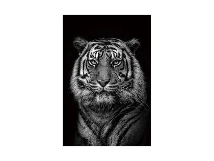 Glasbild „Königstiger“ 80 x 120 cm Multicolor Crea Collection