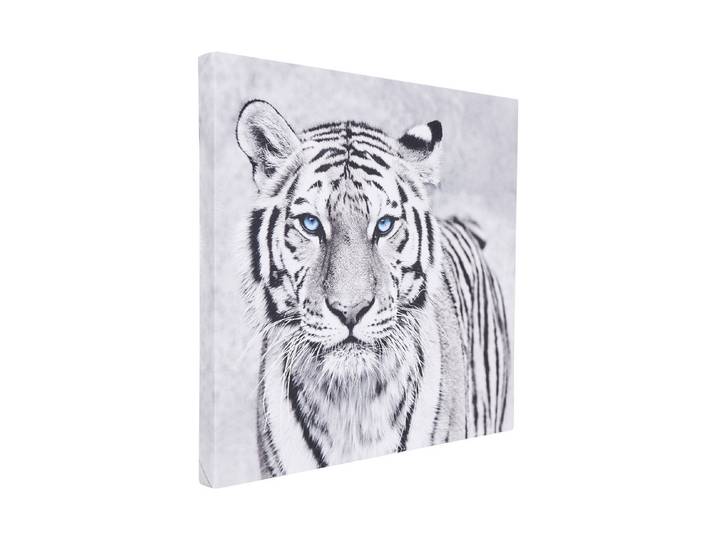 Wandbild 45x45 Tigre yeux bleus