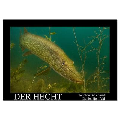 Der Hecht - Tauchen Sie ab mit Daniel Hohlfeld (Wandkalender 2026 DIN A2 quer), CALVENDO Monatskalender