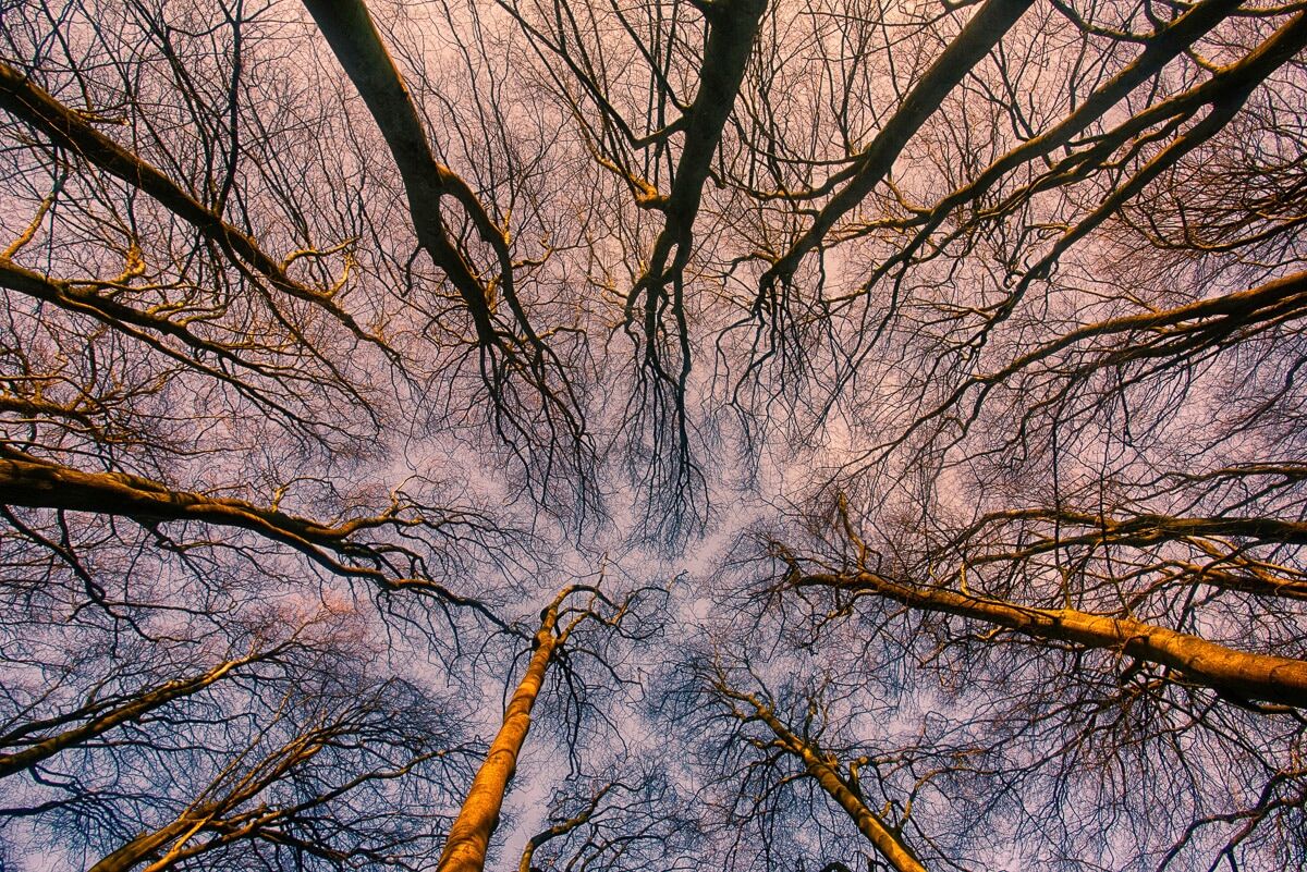 Fototapete PAPERMOON "Sonnenaufgang durch den Wald", bunt, B:3,5m L:2,6m, Vlies, Tapeten, Fototapete bunt B/L: 3,5m x 2,6m, Bahnen: 7 Stk.