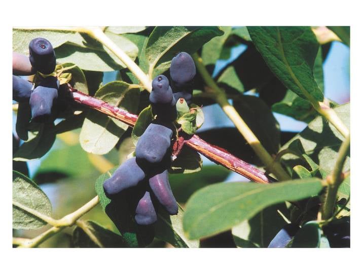 Sibirische Blaubeere Amur ''
