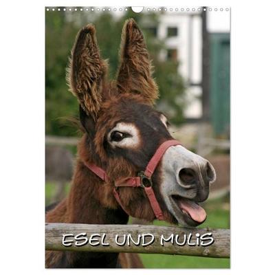 Esel und Mulis (Wandkalender 2026 DIN A3 hoch), CALVENDO Monatskalender