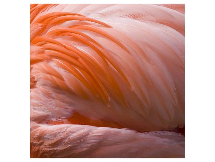 Bild Pink Beauty