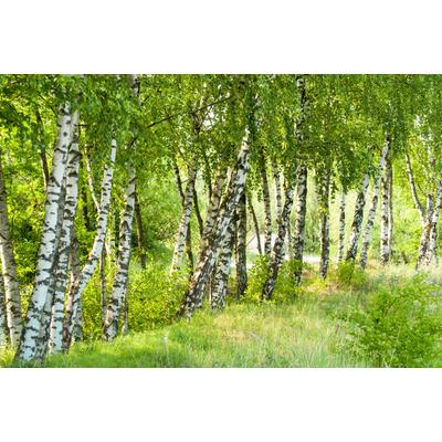 Fototapete PAPERMOON "Birch Tree Forest", bunt, B:3m L:2,23m, Vlies, Tapeten