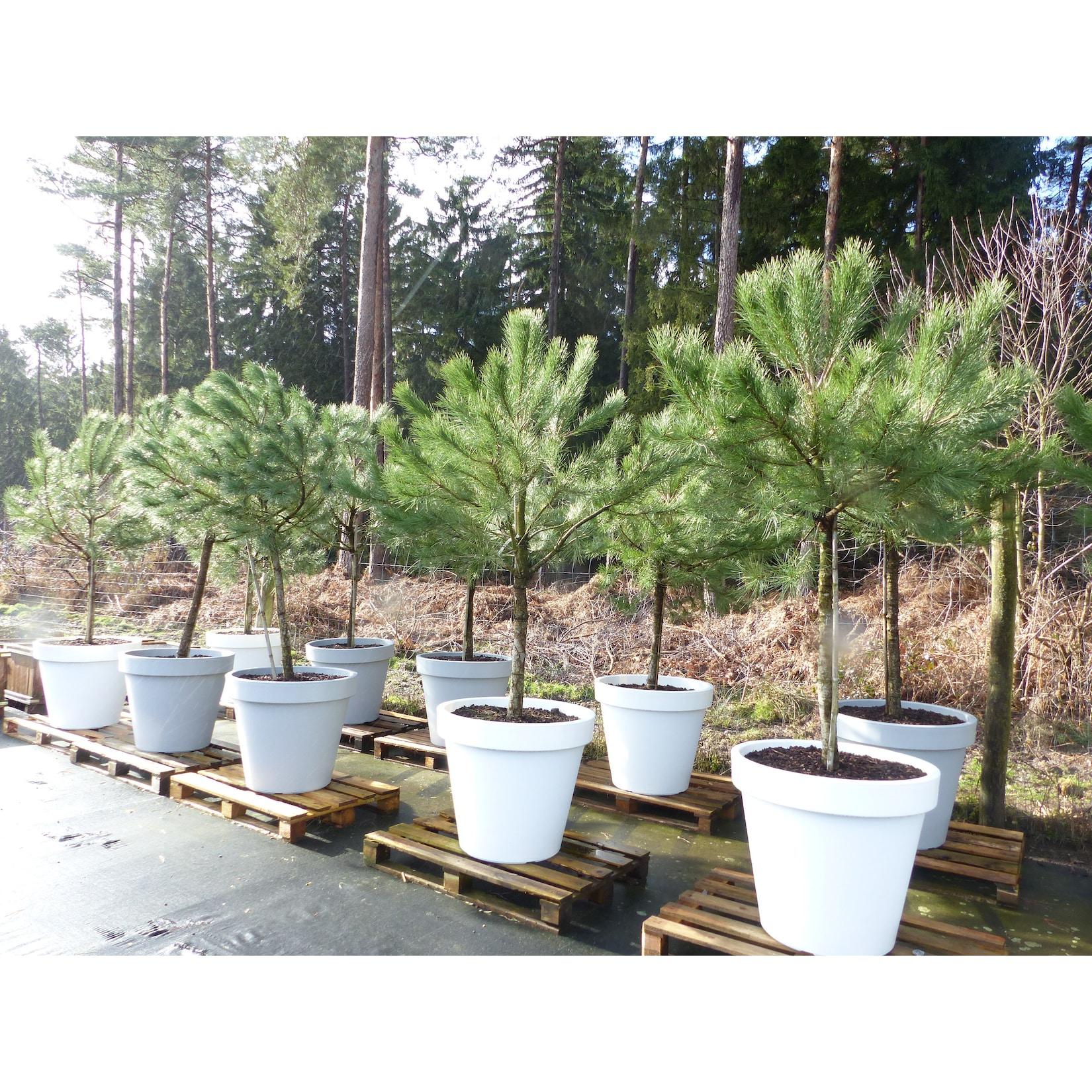Pinus Pinea Mittelmeerkiefer 250 cm inkl. Pflanzkübel Ø80cm Pinie Kiefer Stamm Premium XL Stamm, winterhart