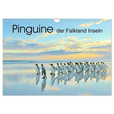 Pinguine der Falkland Inseln (Wandkalender 2027 DIN A4 quer), CALVENDO Monatskalender