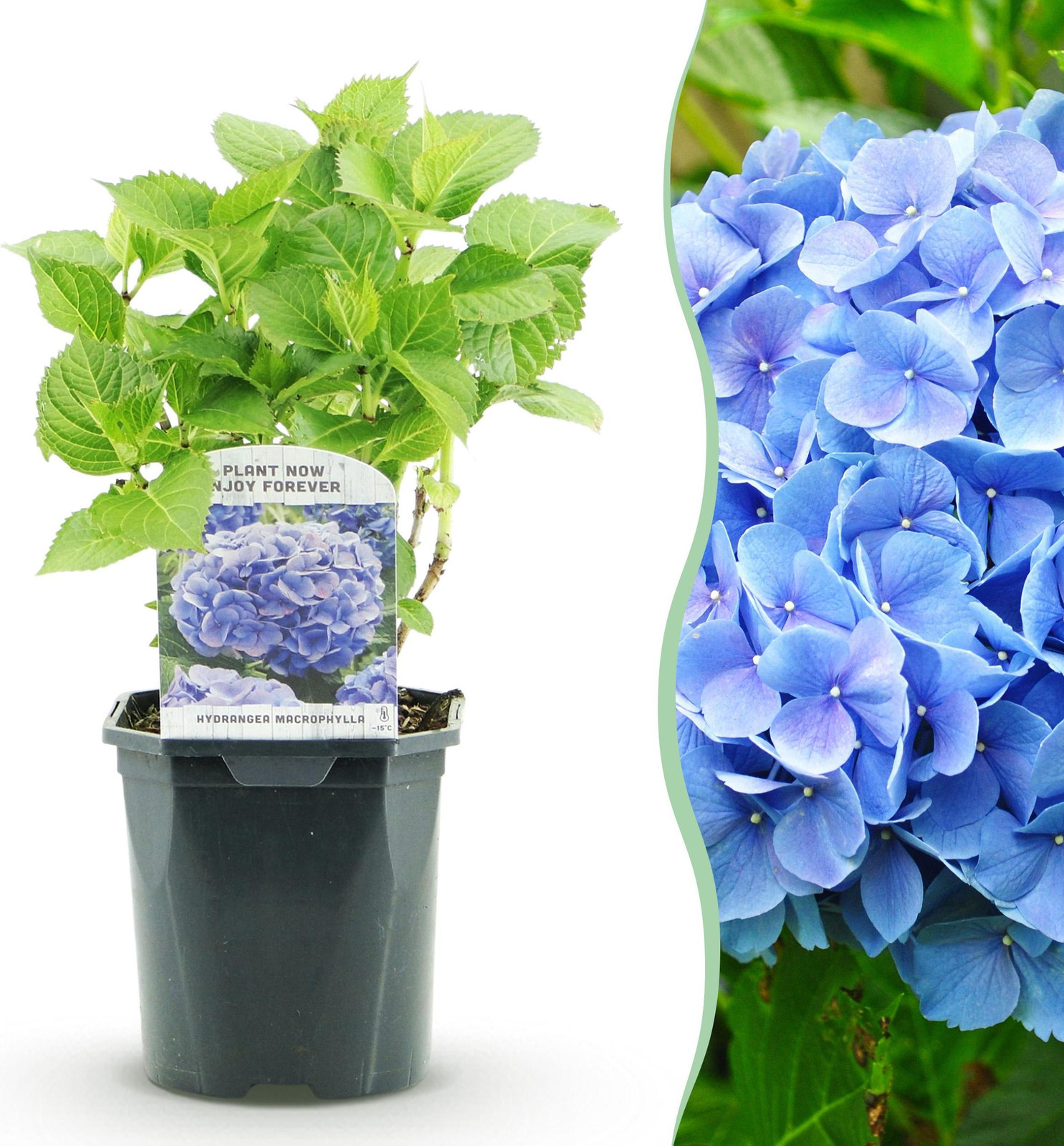 Pflanzenboutique Hortensia Hydrangea macrophylla Blauw Tuinplant Ø18 cm