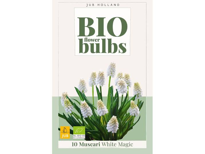 Muscari white magic bio bloembol JUB 10 stuks
