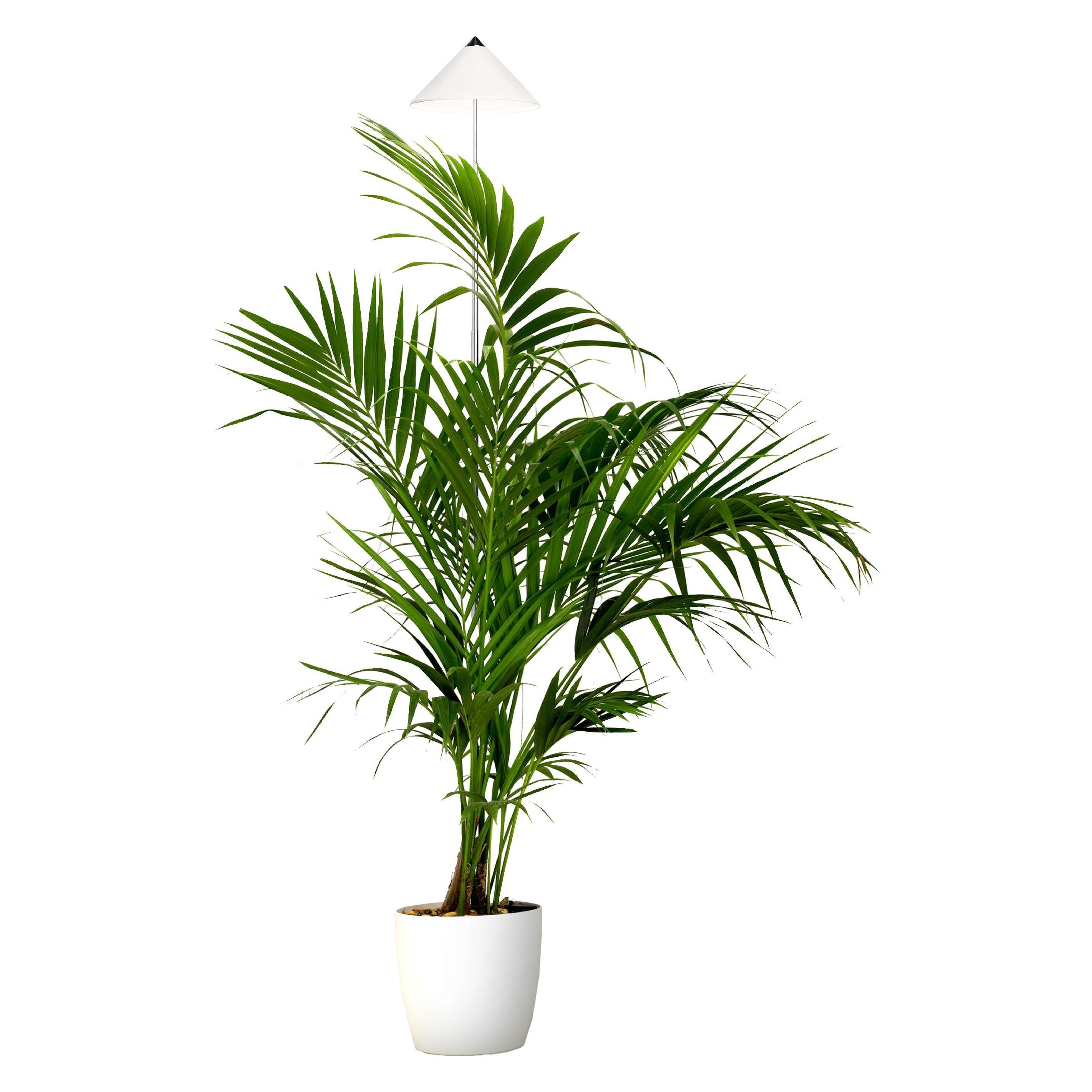 Parus by Venso Sunlite XL 25 (LED, 220 - 230 V) (Indoor plants)