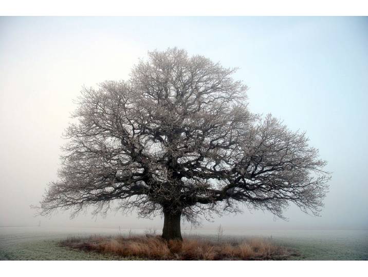 Fototapete PAPERMOON Baum auf Insel , bunt, B:1,5m L:1,11m, Vlies, Tapeten, Fototapete