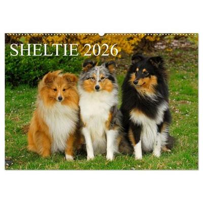 Sheltie 2026 (Wandkalender 2026 DIN A2 quer), CALVENDO Monatskalender