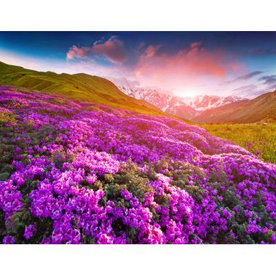 Fototapete PAPERMOON "Berge Blumen", bunt, B:5m L:2,8m, Vlies, Tapeten