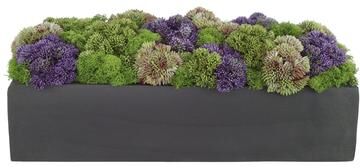 Creative Labs Sedum and Thistle Arranged in Rectangular Planter