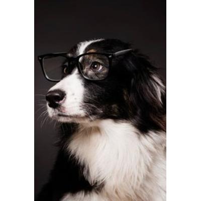 Notizbücher / Süßes Hunde Notizbuch Businessplaner Geschenkidee für Mann Frau und Kind, Taschenbuch von Notizbuch Health, Epubli, 978-3-7529-3845-6