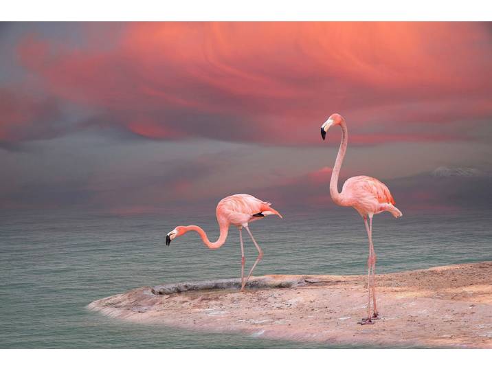 Fototapete PAPERMOON Flamingo , bunt, B:4m L:2,6m, Vlies, Tapeten, Fototapete