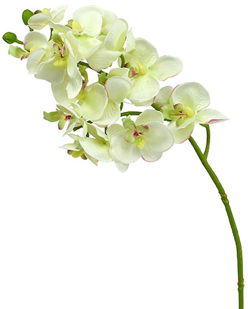 Viana Orchidee lichtgroen 56 cm 6 stuks