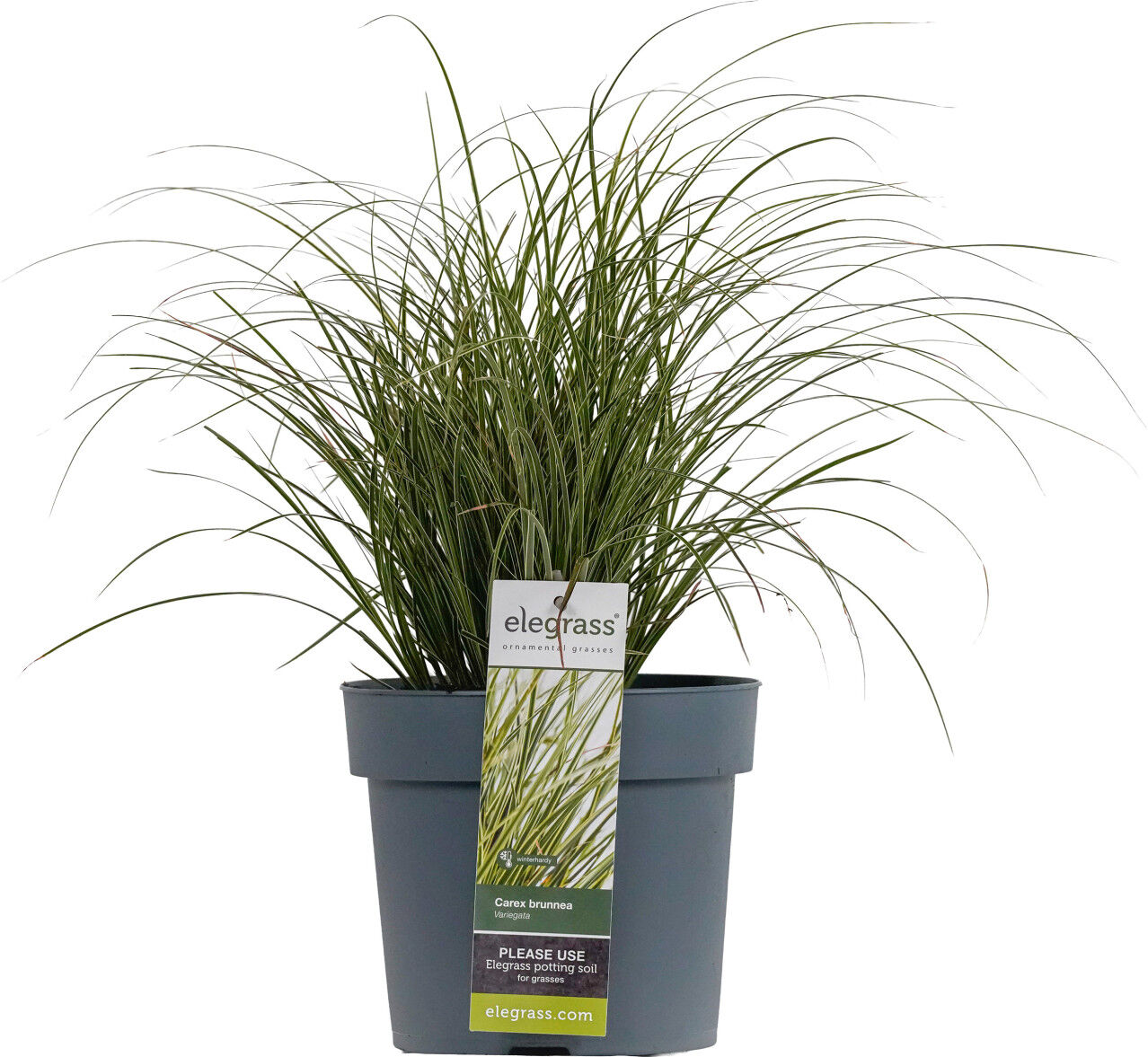 Pflanzen Gräser-Mix diverse Sorten im 19 cm Topf
