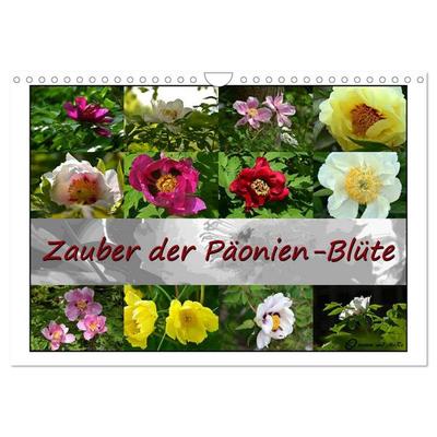 Zauber der Päonien-Blüte (Wandkalender 2026 DIN A4 quer), CALVENDO Monatskalender
