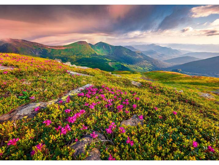 Fototapete PAPERMOON BLUMEN-NATUR LANDSCHAFT BERGE GEBIRGE ALPEN LAVENDEL , bunt, B:2,5m L:1,86m, Vlies, Tapeten, Fototapete