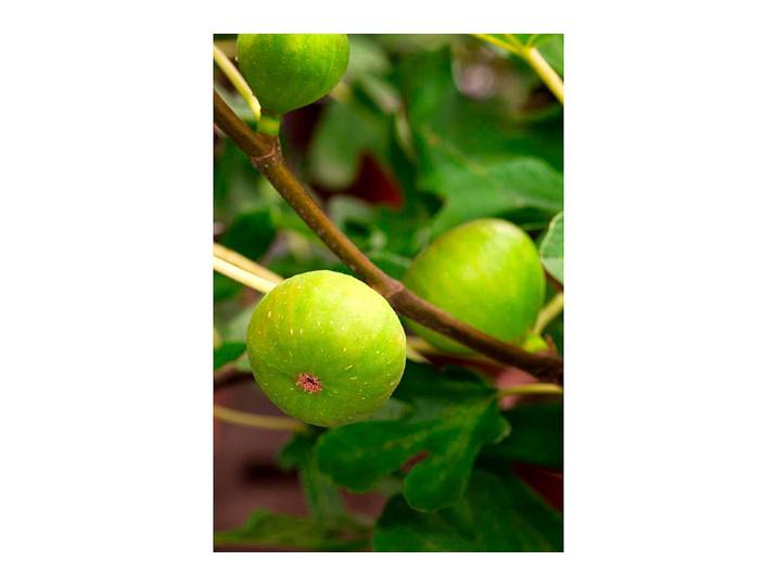 Feige Brown Turkey ' (Ficus carica 'Brown Turkey '), Topfgrösse Ø22cm'