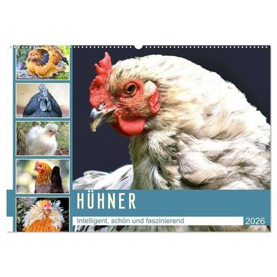 Hühner. Intelligent, schön und faszinierend (Wandkalender 2026 DIN A2 quer), CALVENDO Monatskalender