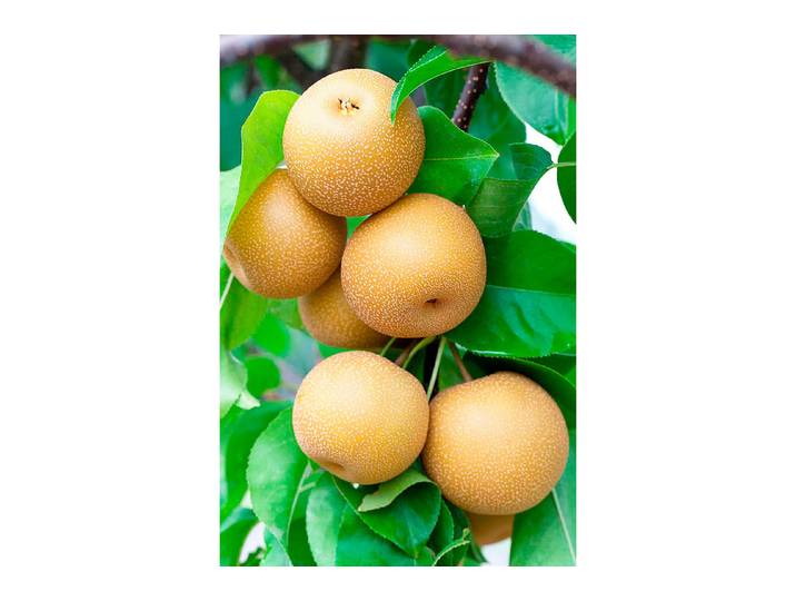 Birne Nashi Hosui ' (Pyrus pyrifolia 'Hosui '), 160-200 cm inklusive Topf'