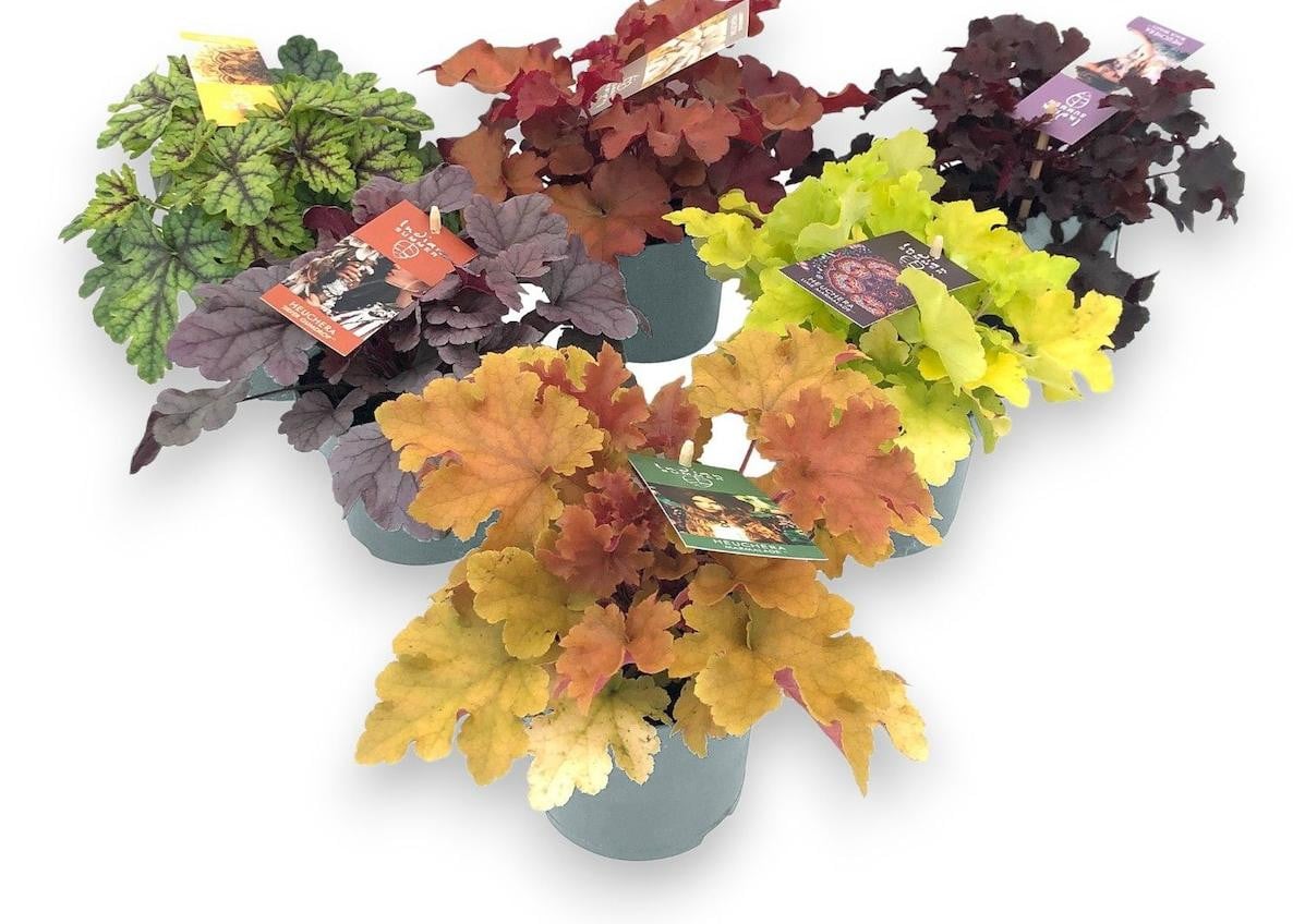 JUNAVERA Heuchera Indian Summer Purperklokje, 25 cm hoog, in 12 cm pot
